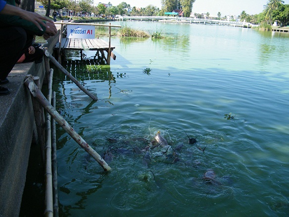 ภาพล่าสุดของบึงพลาญชัยก่อนวันแข่งขัน 13.1.54