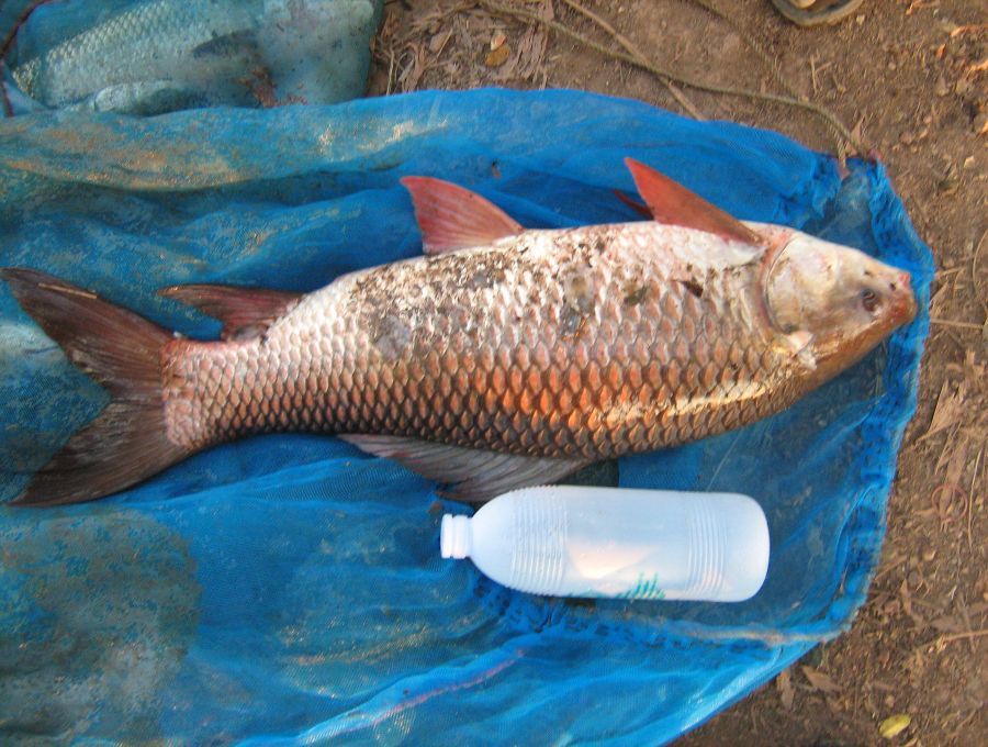 ยี่สกใหญ่และจีนหนองหนูจ.พิจิตร