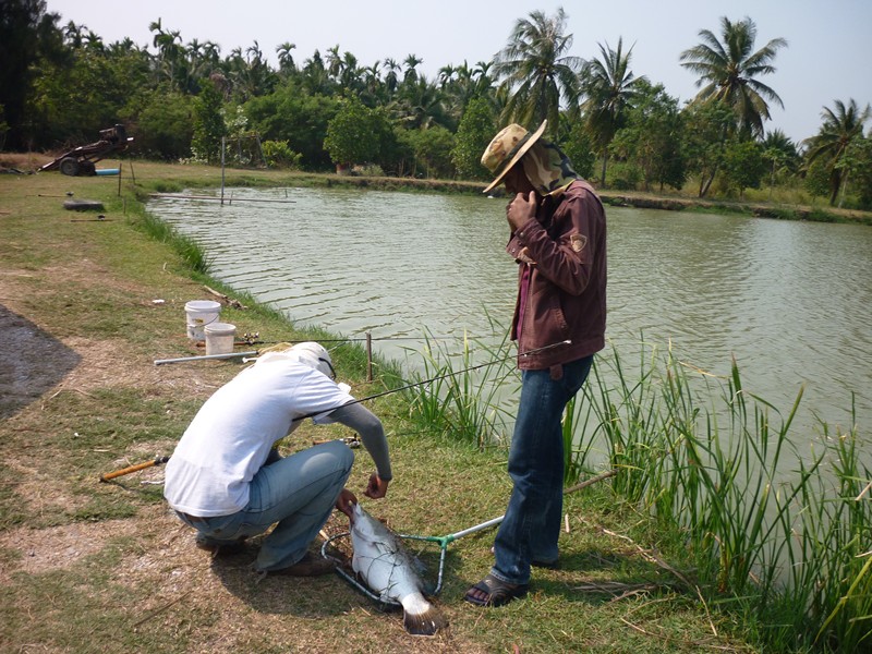 หาปลากรายทอดมันวันตรุษจีน...