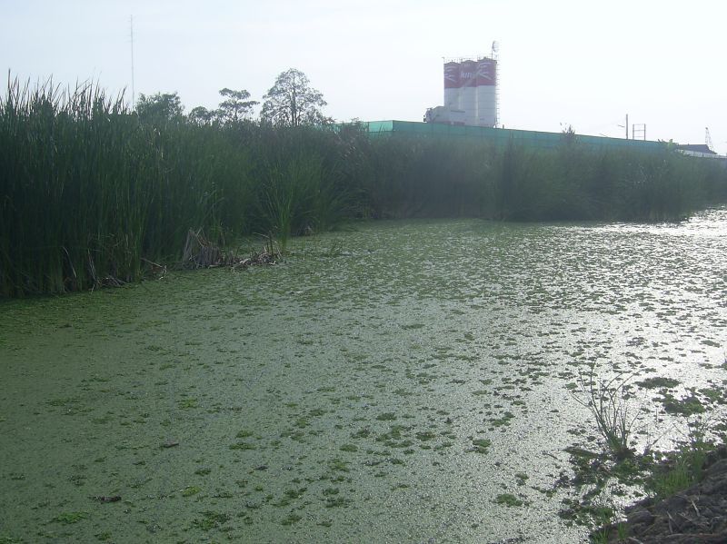 กระสง+ ช่อนหน้าห้าง LOTUS ทางเข้าไทรน้อย