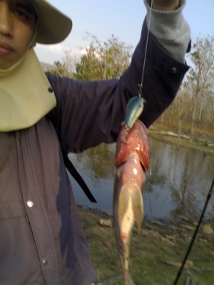 ปลานิล ปลาช่อน บ่อวังหมั้น จ.ตาก  Rapala Fat  Rap 