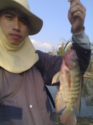 ปลานิล ปลาช่อน บ่อวังหมั้น จ.ตาก  Rapala Fat  Rap 