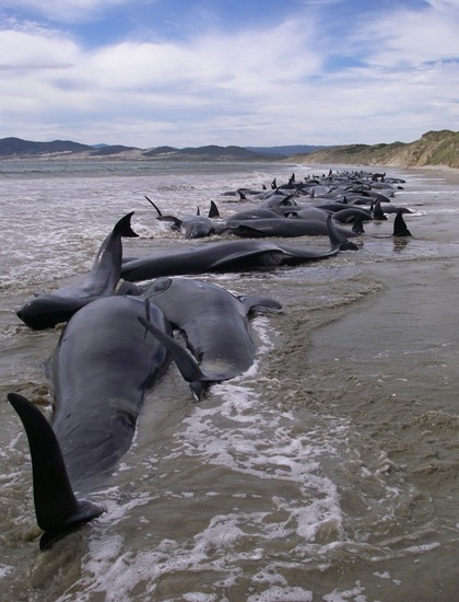 วาฬเกยตื้นหมู่กว่า 100 ตัวบนหาดทางใต้ของนิวซีแลนด์
