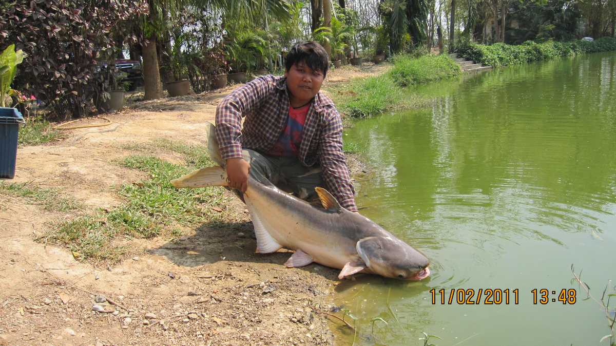 ผลงานที่ผ่านมา ภูผา นะ