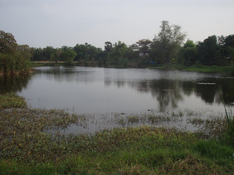 ช่อนหนองจอก ในวันที่ร้อนสุดๆ