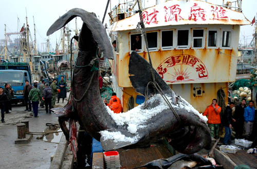 ชาวประมงจีน ส้มหล่น จับได้ฉลามยักษ์ 4 ตัน 
