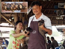 ฮือฮาร้านกาแฟขี้ชะมดสุดฮิตในเมืองกาญจน์ กิโลฯละแสน