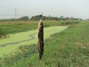 ช่อน ข้างทางสายเอเชียครับ ^_^