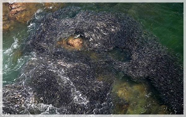 ฮือฮาปลารวมตัวกันที่เม็กซิโก เป็นล้านตัว 