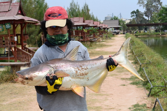 หาวัตถุดิบไปทำลาบ,ต้มยำและเผาเกลือครับ (ต่ออีกนิด)