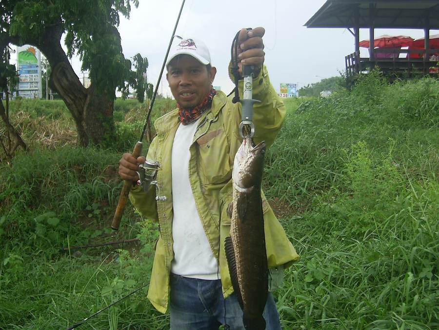 ปลาช่อนข้างทาง@.......มีนบุรี-สายเอเชีย