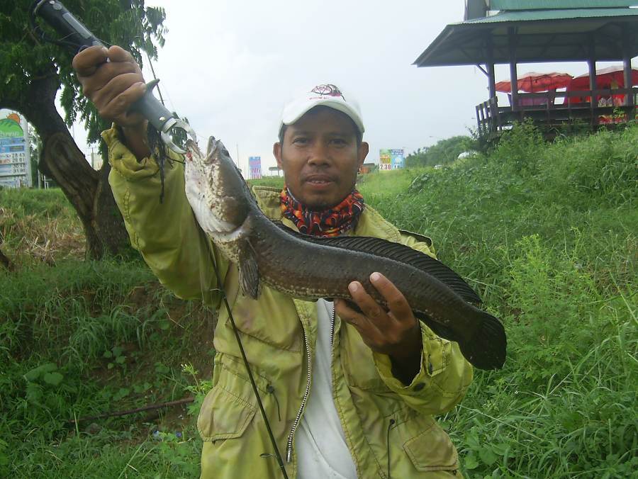 ปลาช่อนข้างทาง@.......มีนบุรี-สายเอเชีย