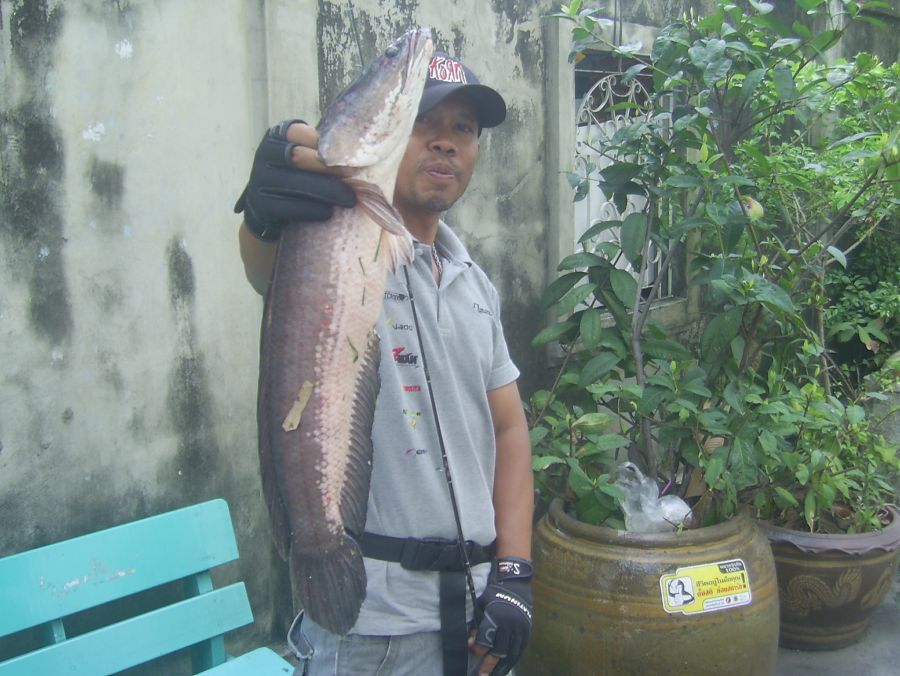 บึงธรรมชาติ@.....กับช่อนใหญ่ข้างสตรีวิทยา2