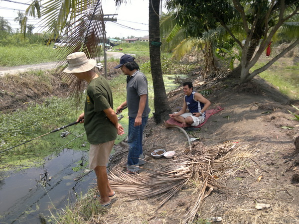 ปลาสลิดบ่อบาง