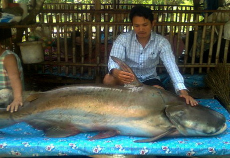 เสือแม่สอด  อัดปลาบึก 120 โล อ่างเก็บน้ำจังหวัดตาก