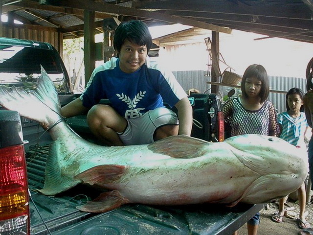 เสือแม่สอด  อัดปลาบึก 120 โล อ่างเก็บน้ำจังหวัดตาก