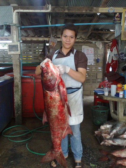 ปลาซ่งฮื้อยักษ์