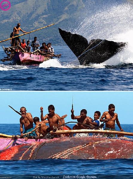 ล่าปลาวาฬแบบใจกล้าสุดๆ