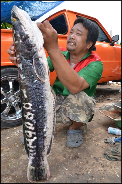 ชะโด พิดโลก อีกแล้วครับท่าน