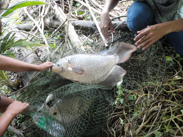 ปลาแรดที่สุรินทร์(อ.ปราสาท)