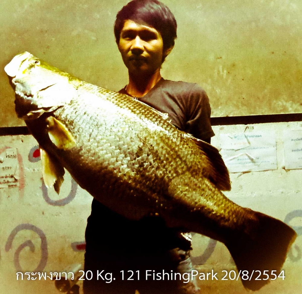 กระพงขาว 20 KG. (121 fishingpark)