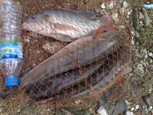 ปลาช่อนบ่อลุงณัฐ 2