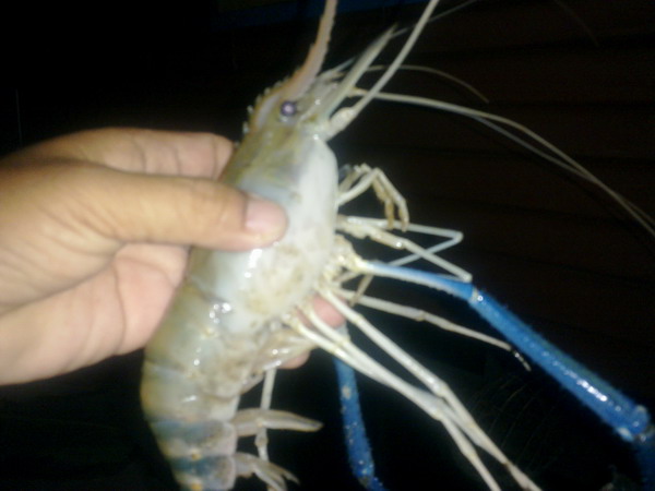 .............กุ้ง...............