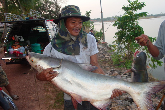 วังบัว Giant Catfish