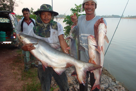 วังบัว Giant Catfish