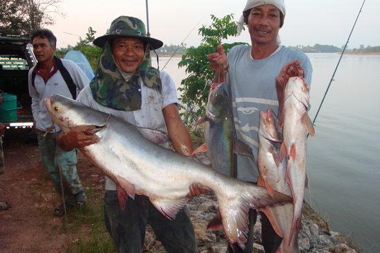 วังบัว Giant Catfish