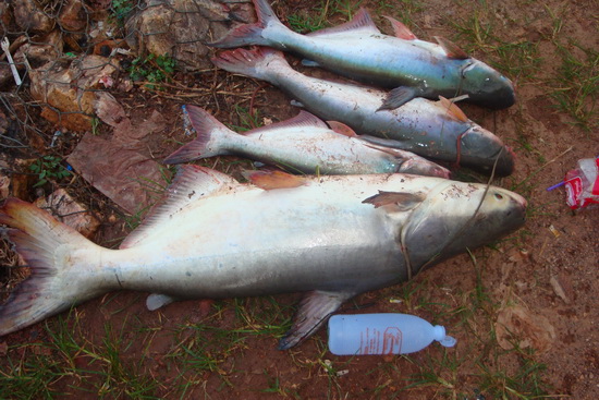 วังบัว Giant Catfish