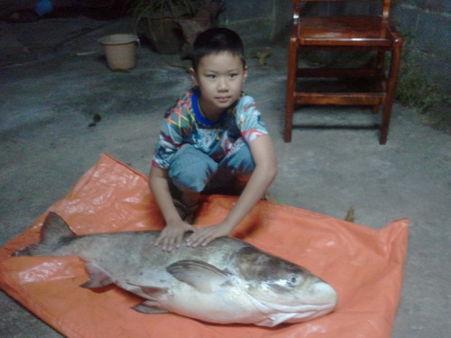 ปลาจีนกับเอ็น 10 ปอนด์