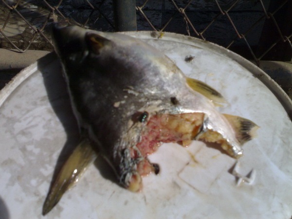 ปลาถูกกัดที่บ่อลุงณัฐ (สยองมาก ใจไม่ถึงห้ามดู)