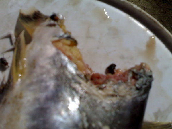 ปลาถูกกัดที่บ่อลุงณัฐ (สยองมาก ใจไม่ถึงห้ามดู)