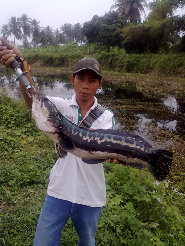 ชะโดปีใหม่ กับเซียนเอ๋