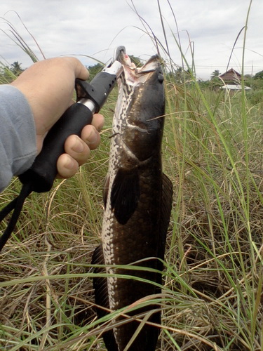 เต็มหลอดดดด