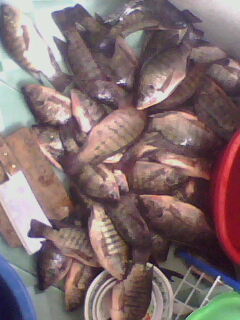 ปลาบ่อเจโมครับ