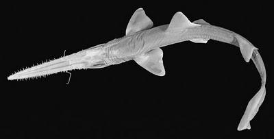 ฉลาม หัวเลื่อยแคระอัฟริกัน (African dwarf sawshark