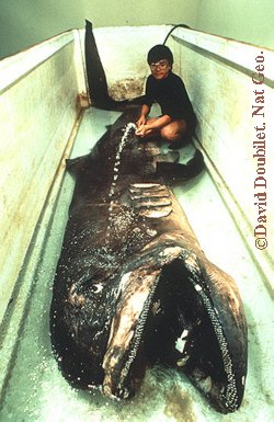 ปลาฉลามเมก้าเม้าท์ ฉลามปากใหญ่ยักษ์ (megamouth sha