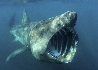  ฉลามบาสกิ้น ปลาใหญ่อันดับสองของโลก (Basking shark