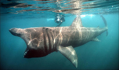  ฉลามบาสกิ้น ปลาใหญ่อันดับสองของโลก (Basking shark