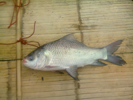 ปลาอะไร ที่แม่น้ำโขง เชียงคาน
