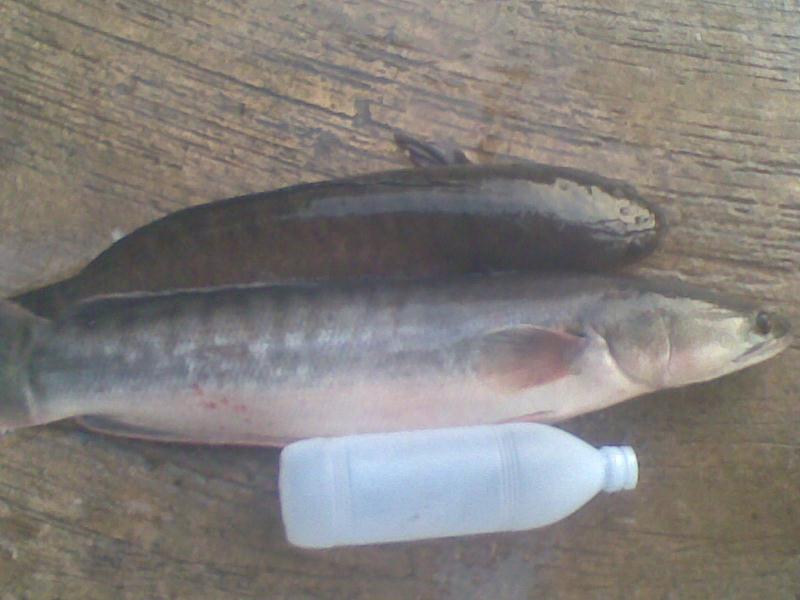 rapala ที่อยุธยา