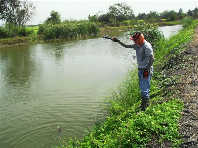 ช่อน สุพรรณ ในฟาร์มกุ้ง(ปิด)