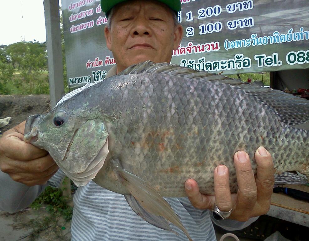 @ นิล  ใหญ่ หย่าย @