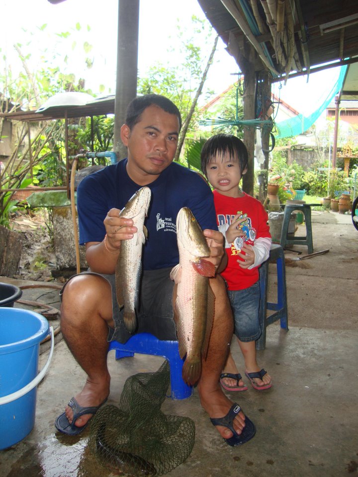 ยามว่างออกตีปลาช่อนครับ ทีมงานบ้านพรุนำเสนอ(หาดใหญ