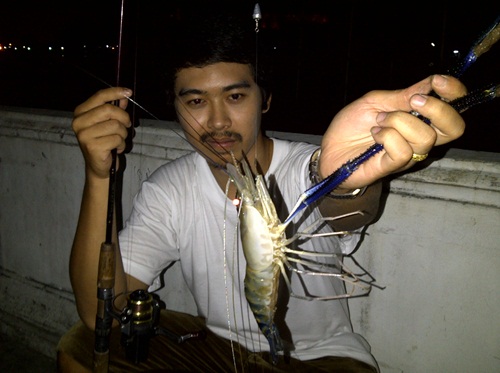 กุ้งตัวน้อยๆ