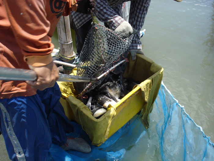 ภาพปล่อยปลา บึงใหญ่ 80 ไร่ปล่อยปลา (ฝากภาพ)