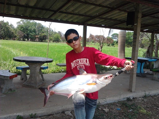 ปลาสวายจาก PN FISHING PARK ลพบุรี