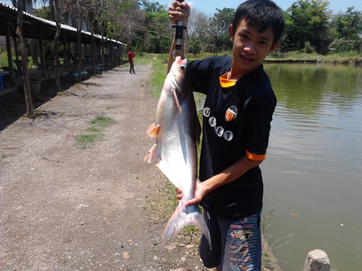 ปลาสวายจาก PN FISHING PARK ลพบุรี
